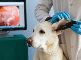 Firefly DE551 Wireless Veterinary Digital Video Otoscope