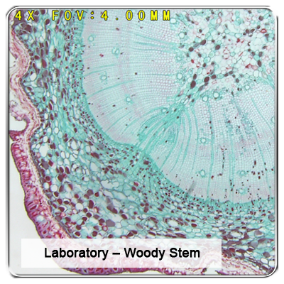 ViTiny UM08 UM18 Tabletop Digital Autofocus HDMI Microscope