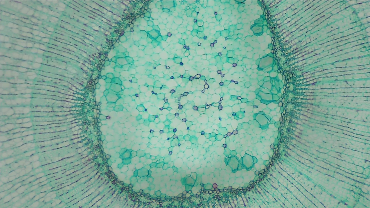 ViTiny UM08-CSZ064 Tabletop Digital Autofocus HDMI Microscope